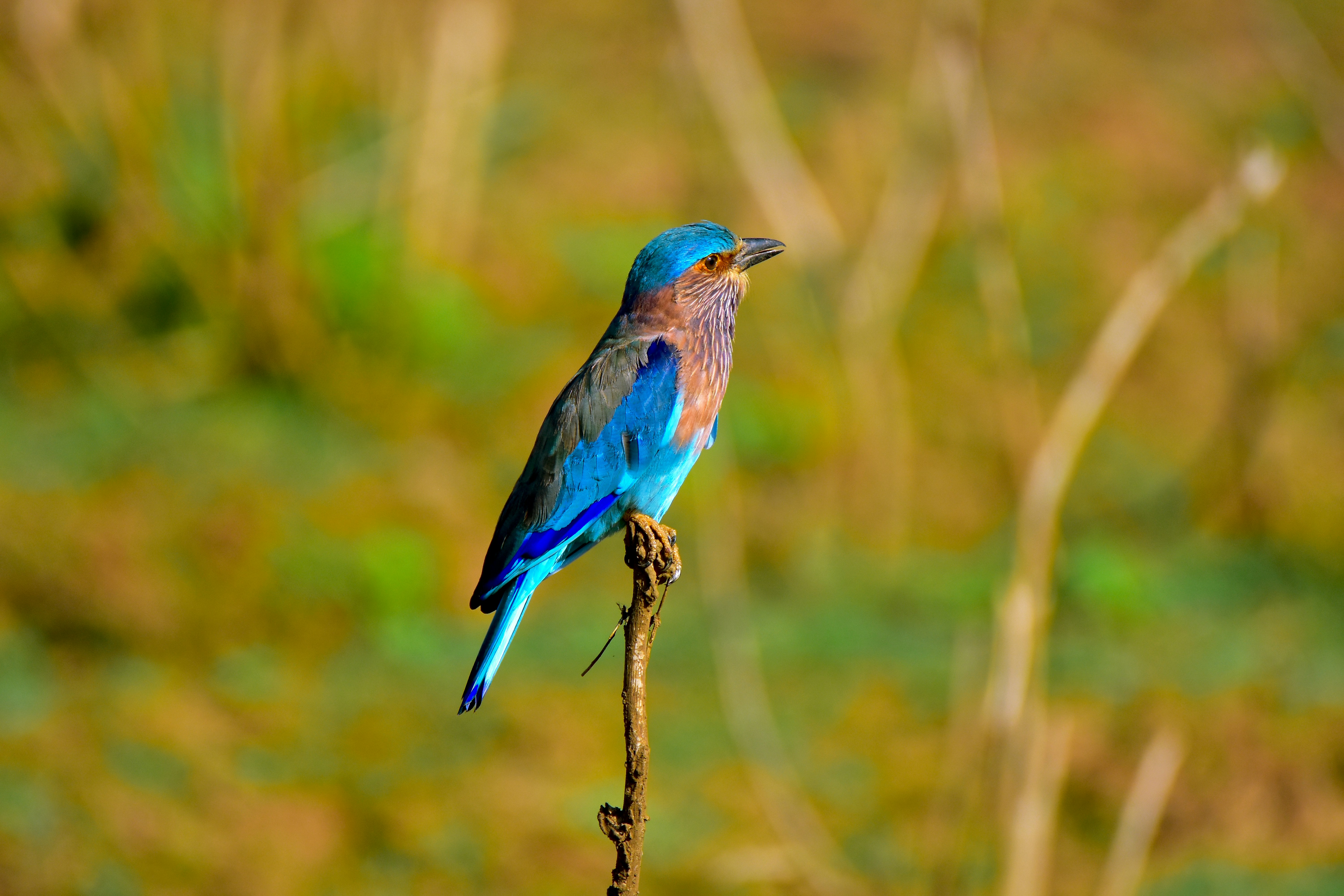Blue bird seen during Yala and Tissa Lake safari