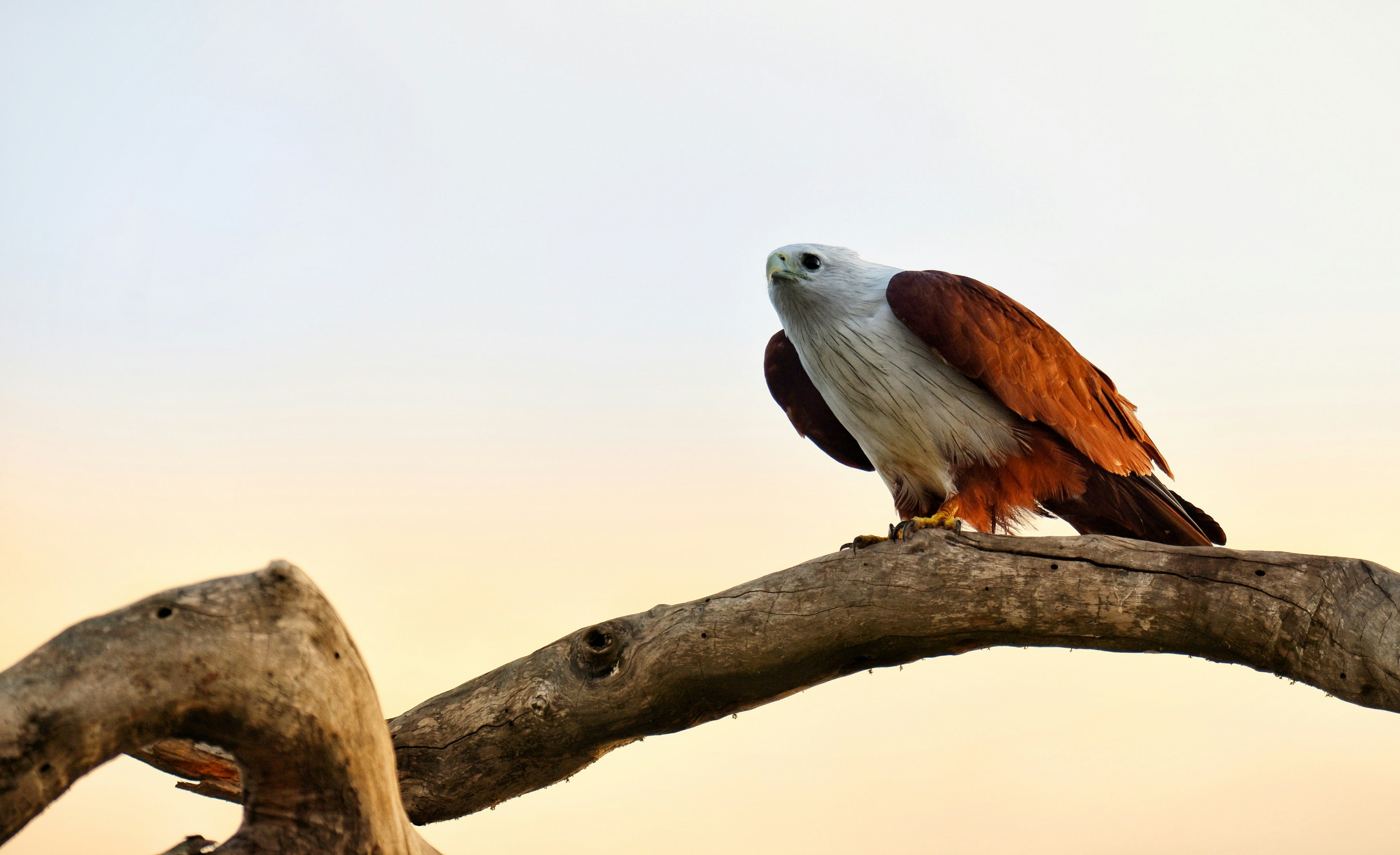 Bird of prey flying over Yala sky