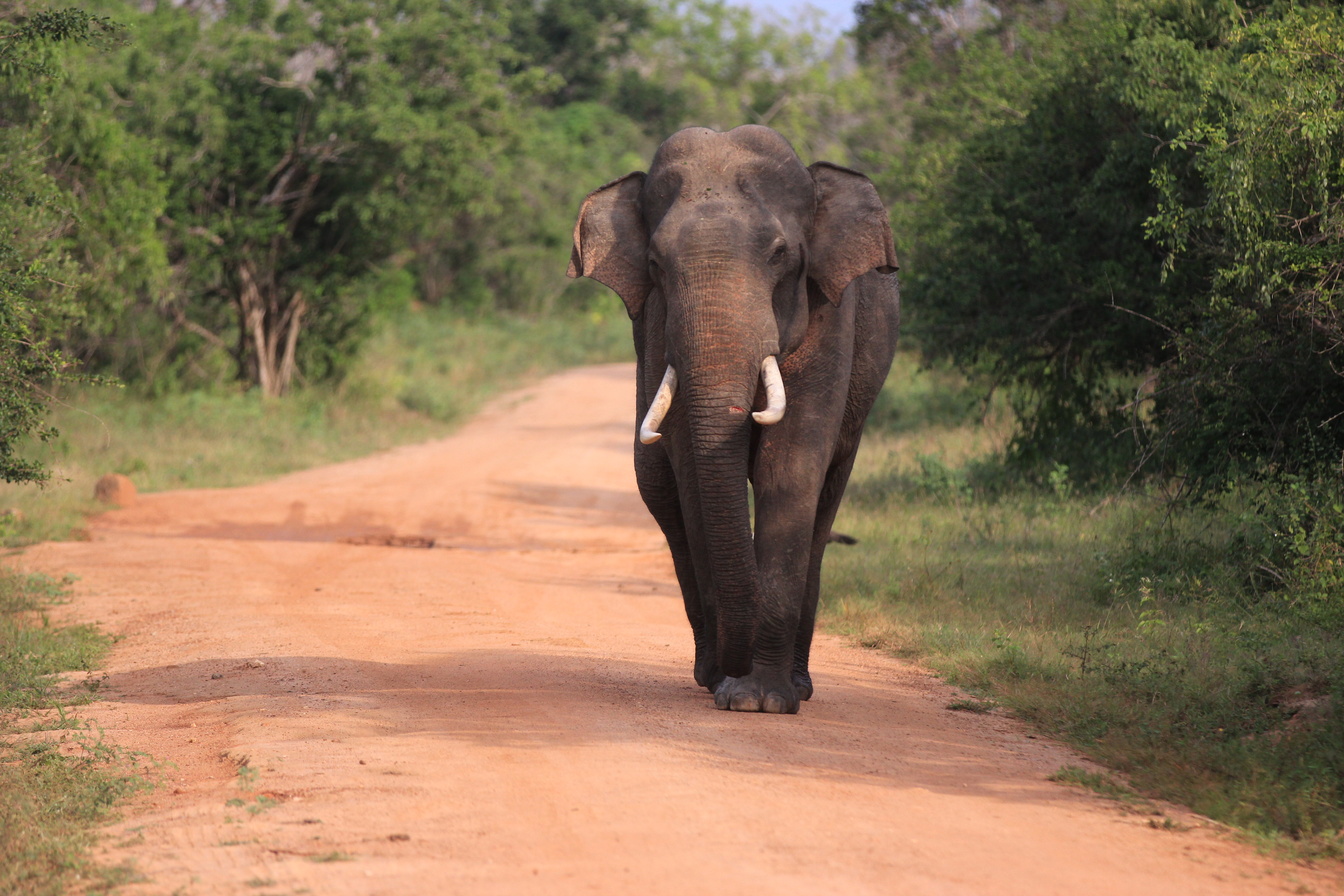 Wild elephant during safari in Yala National Park