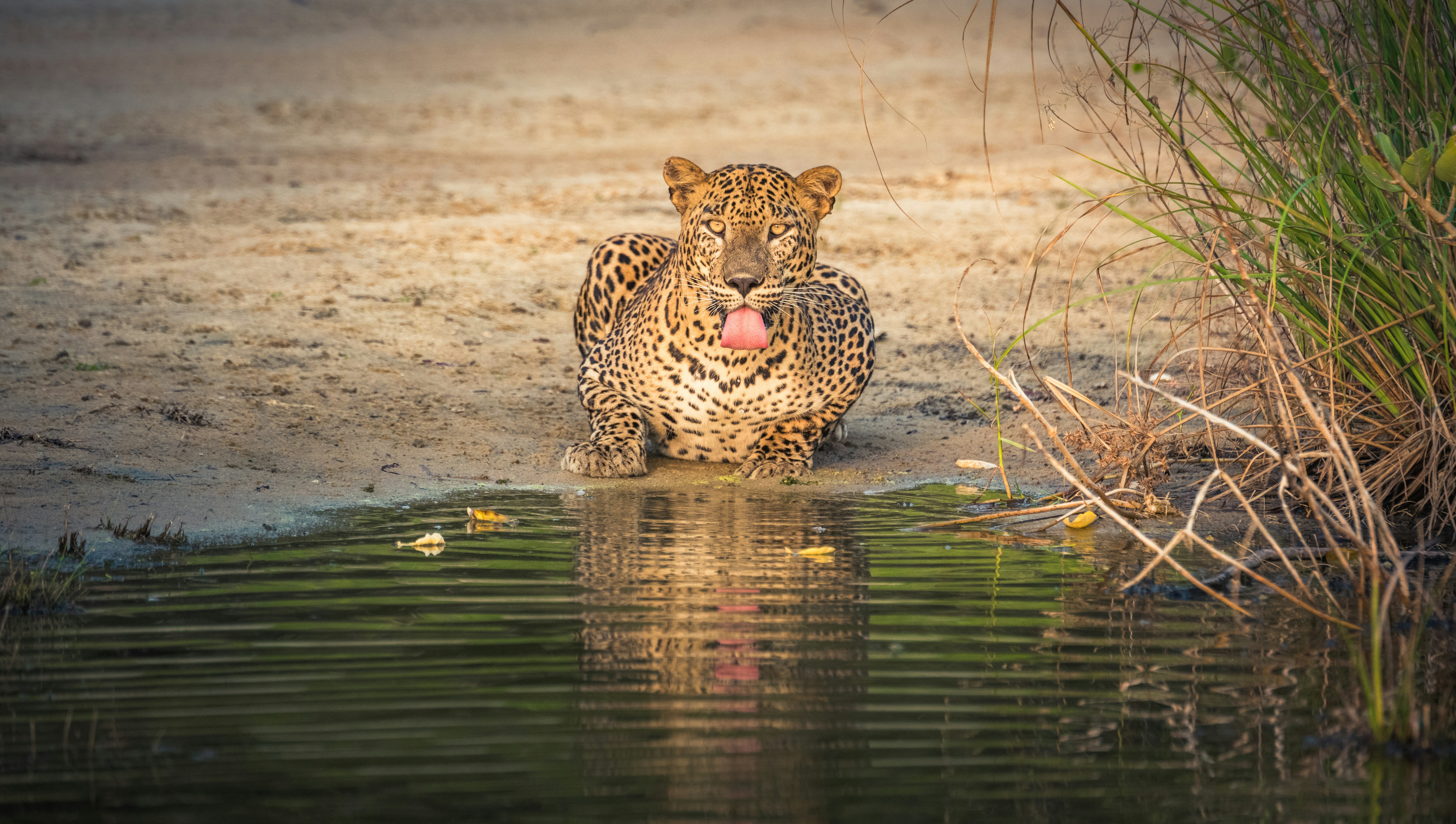 Leopard reflected in water in Yala National Park